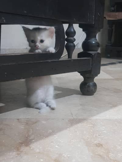 white Female persian kitten 03067525713