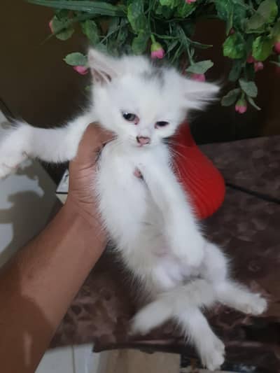 white Female persian kitten 03067525713