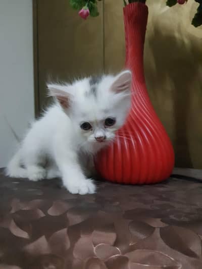 white Female persian kitten 03067525713