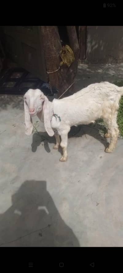 urgent sell bakre +bacha. 03014073620
