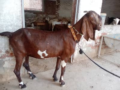 pregnant female for sale nasal nagarri hai contact number 03265300290