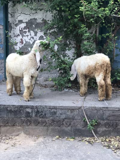 Chatra sheep for sale