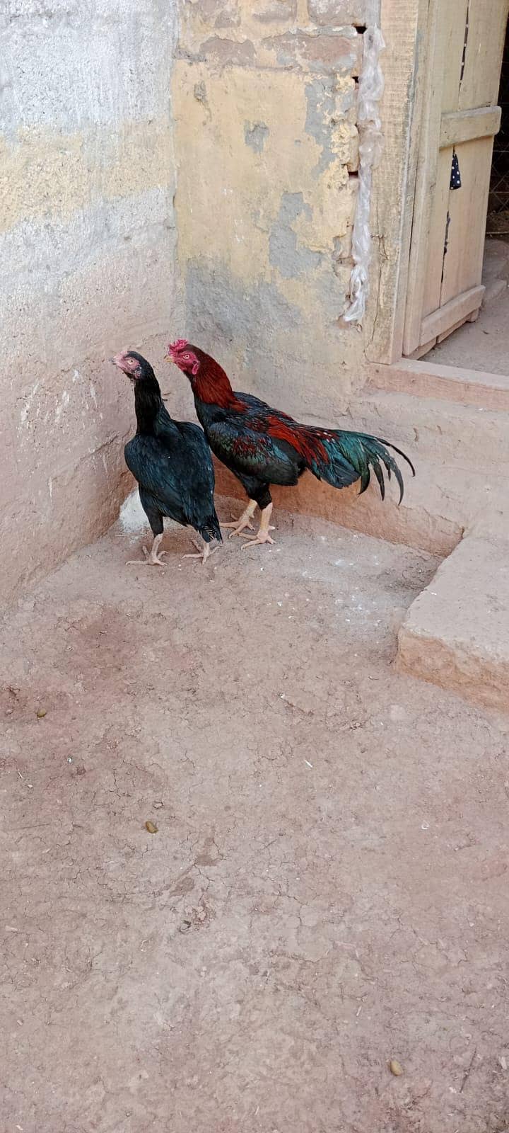Mushki Pathi 2