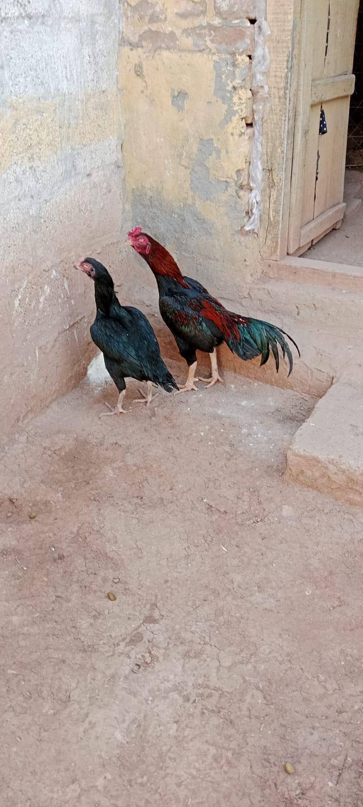 Mushki Pathi 3