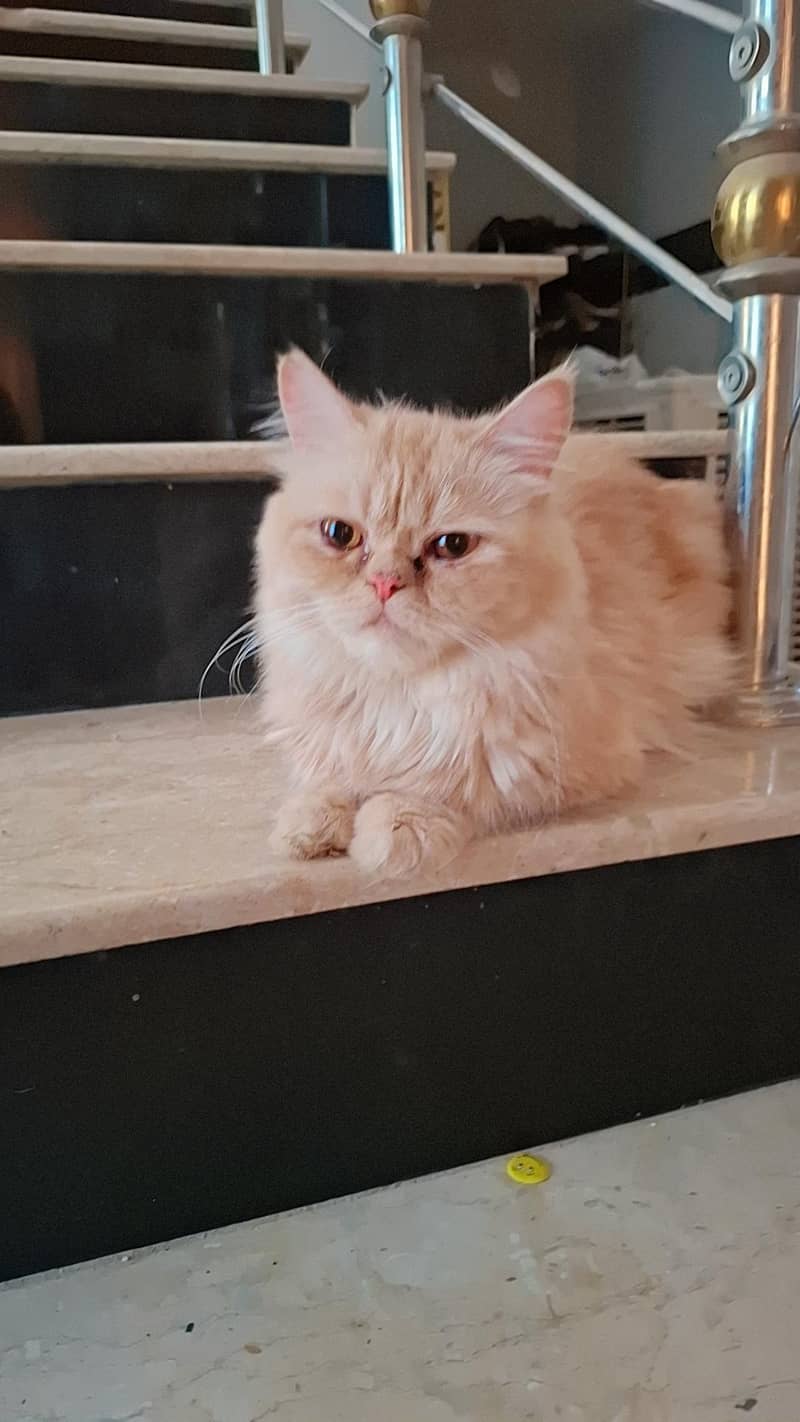 PERSIAN CAT SELLING 0