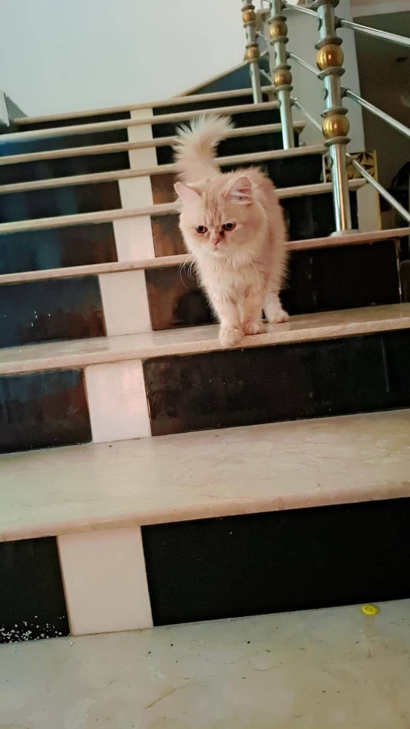 PERSIAN CAT SELLING 1