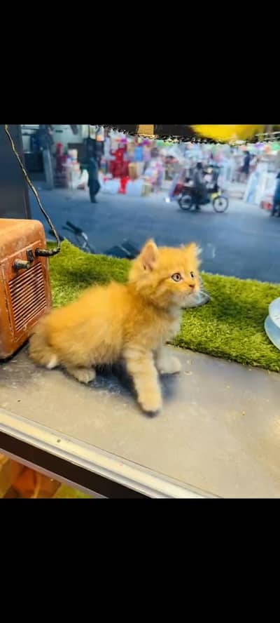 persian cat for sale MywatsapppNumber 0320-19-06-573