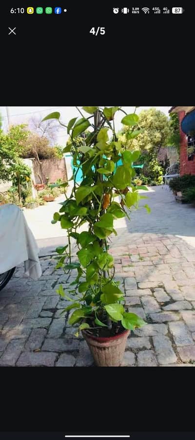 Money plant