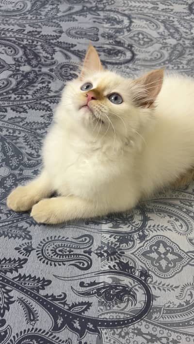 Male Cat for sale - Flame point Ragdoll