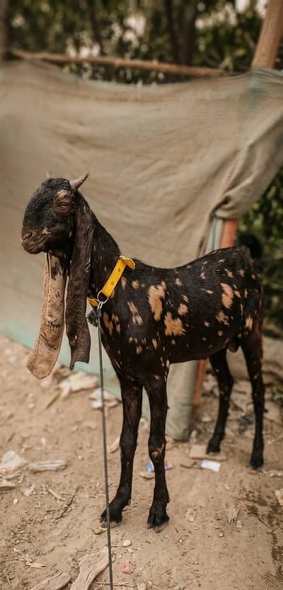 Kamori Bakra for sale