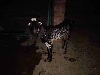 2 goats female