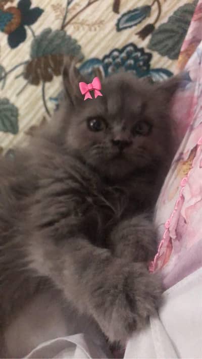 his name is Jacky he's soo cute+caring+loving