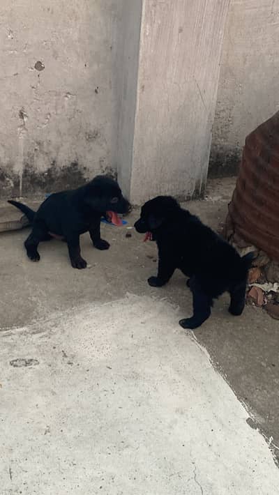 black german shepred for sale