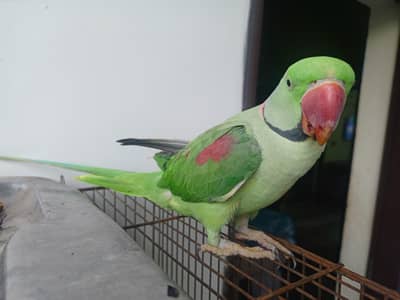raw parrot for sale