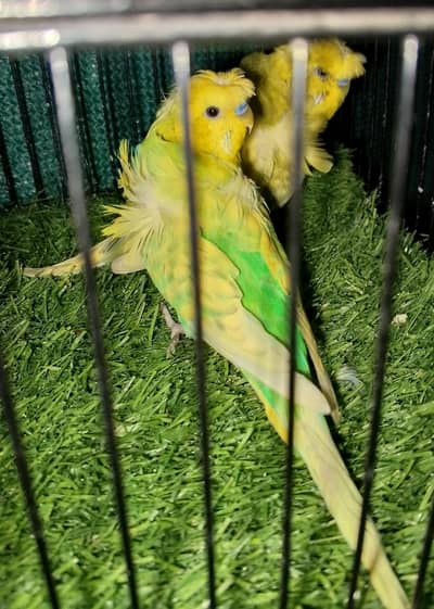 MAASHAALLAH  2 SPANGLE HOGO ROMO MALES FOR SALE