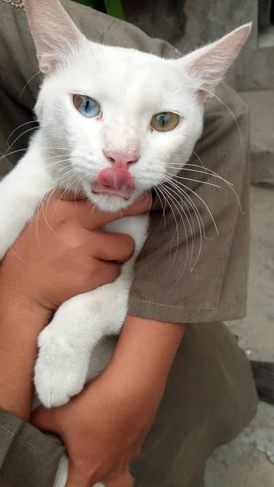Two different colour eyes blue and golden