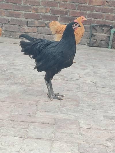 Heritage Black Australorp Chicks For sale