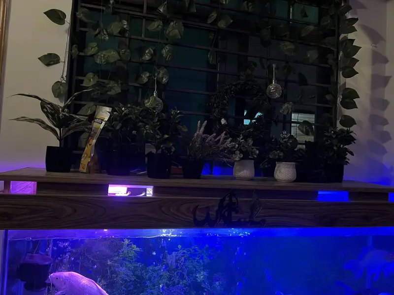 Aquarium/tank for sale — photo 4
