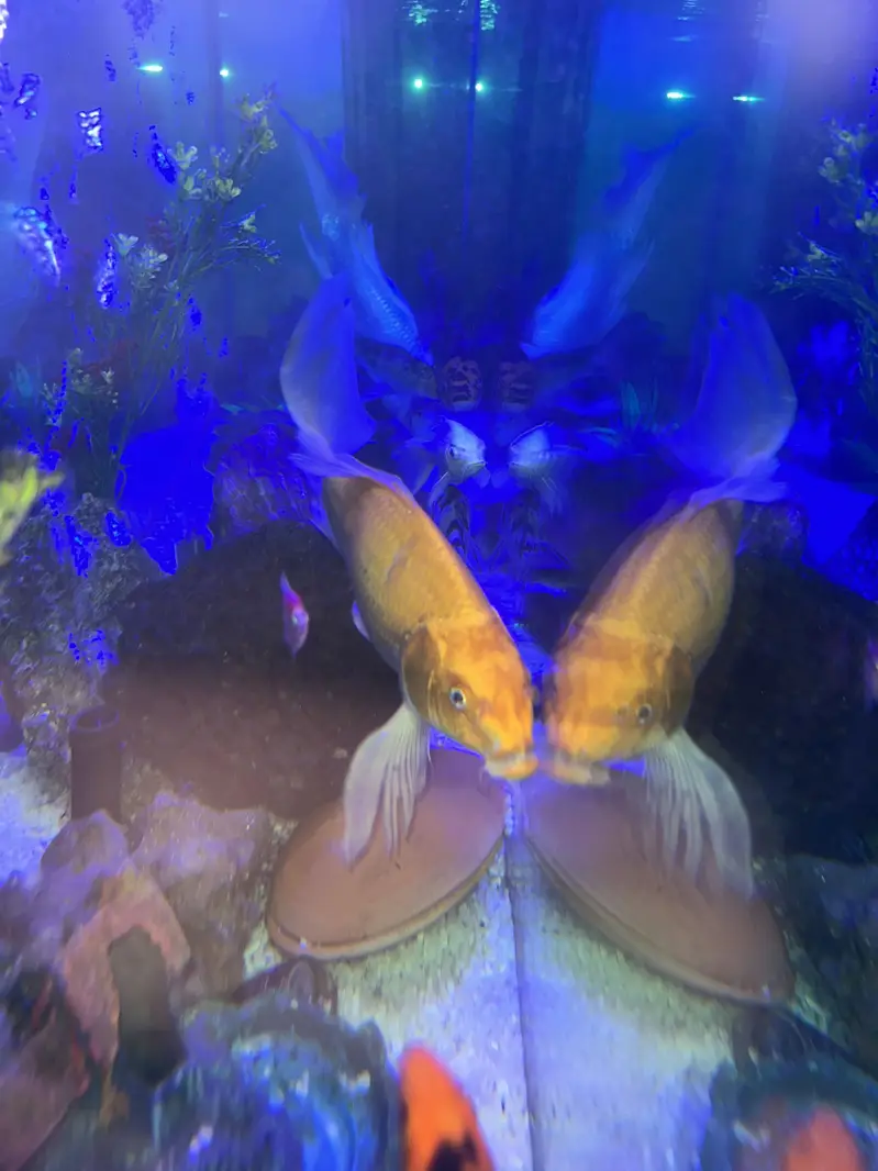 Aquarium/tank for sale — photo 9