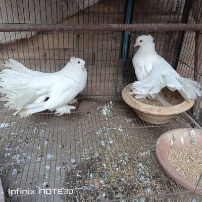 American Breeder pair 03071708239