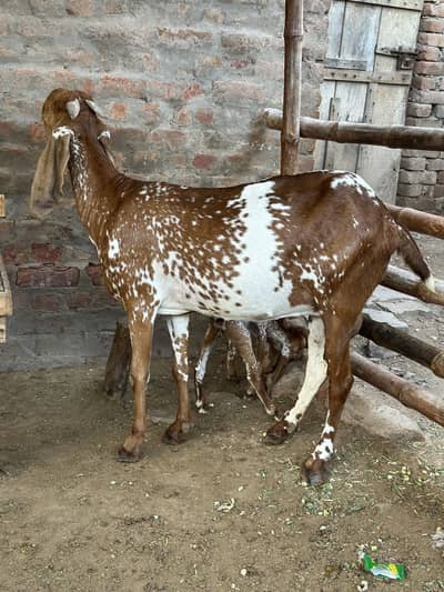 Makhi Cheeni with baby female