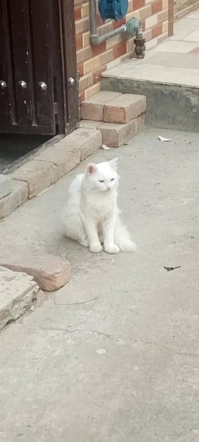 Female Cat for Sale 2 Year Old Female Cat Healthy Female Cat Available