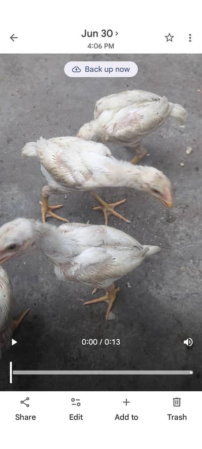 white king oh shamo chicks available.