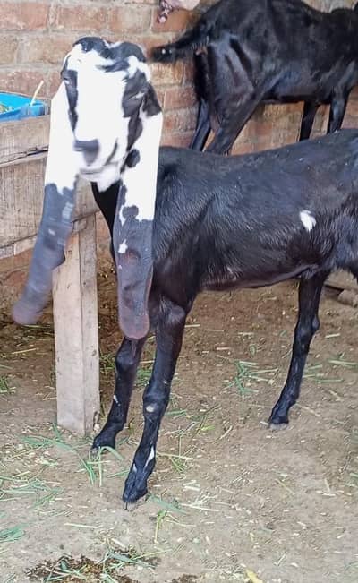 Amrtsari Beetal Path Bakri