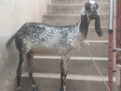 Black n white makhi chini bakri