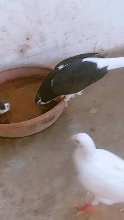 sherazi pair