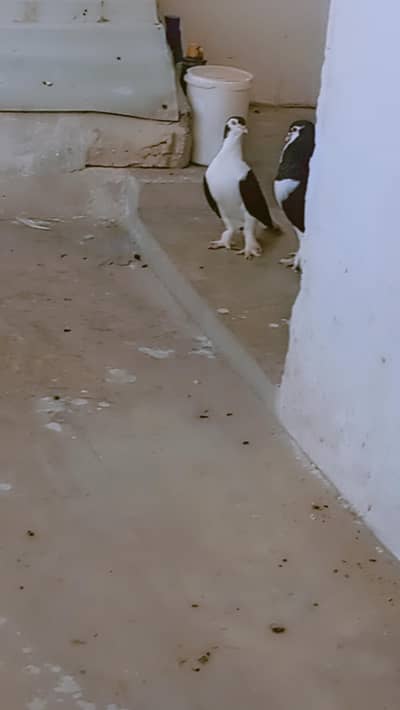 sherazi pair