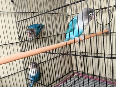 birds