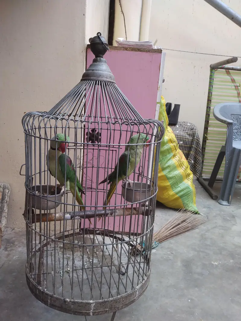 Alexender parrot for sale