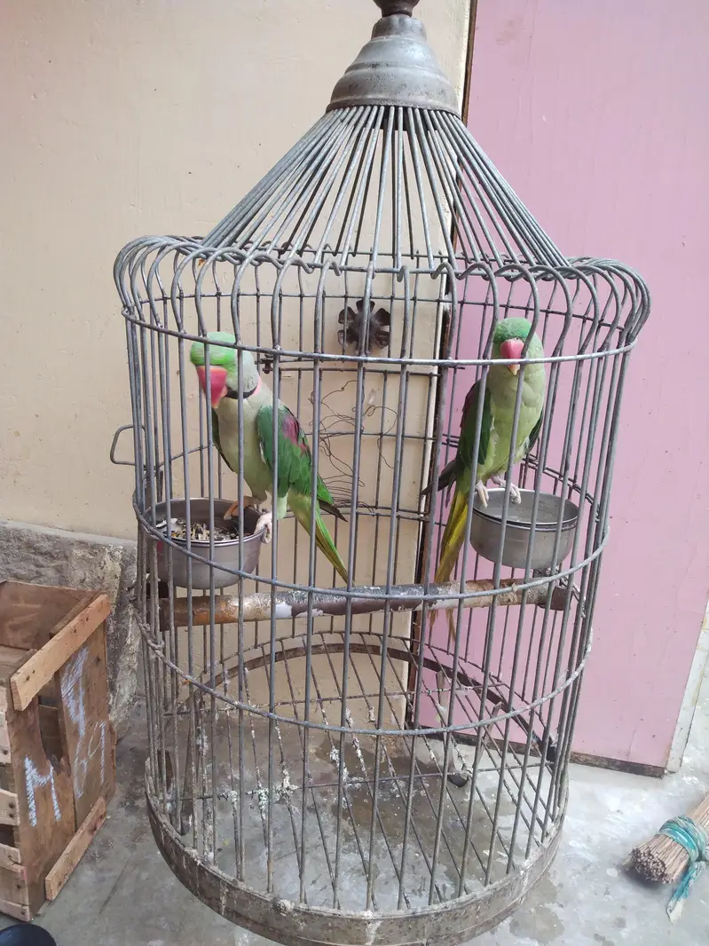 Alexender parrot for sale — photo 2