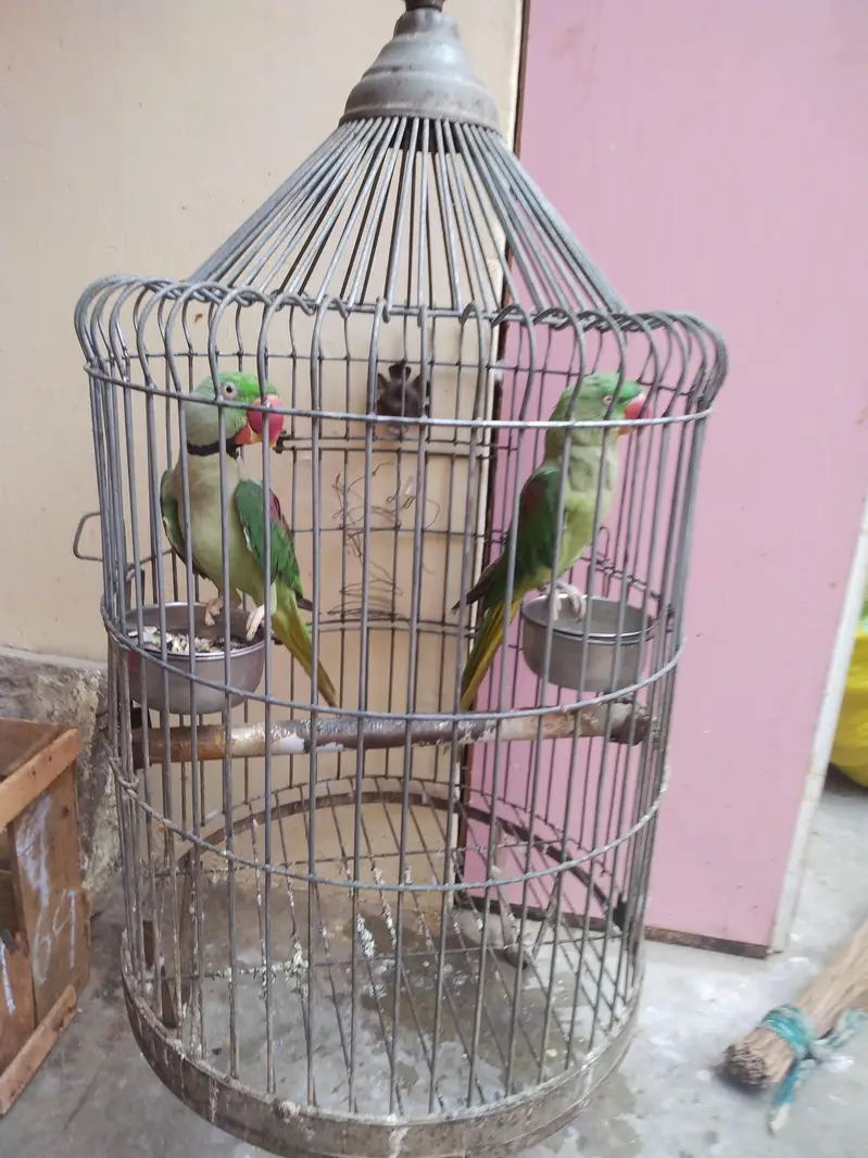 Alexender parrot for sale — photo 3