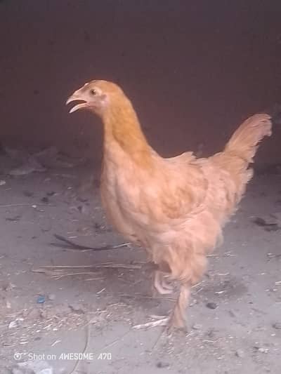 golden buff female pathi for sale+ Desi murgi 1050 per kg