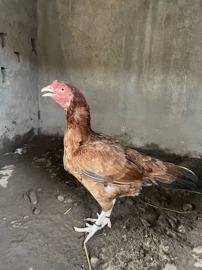 pure mianwali female