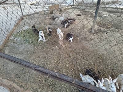 Rs 600 ( negotiable) per rabbit total 10