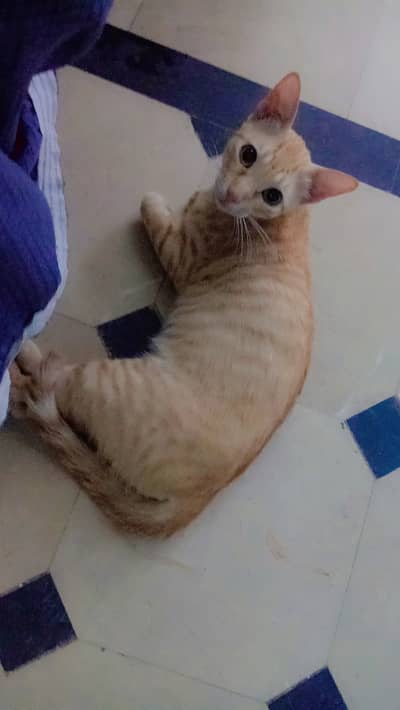 Her name is koki