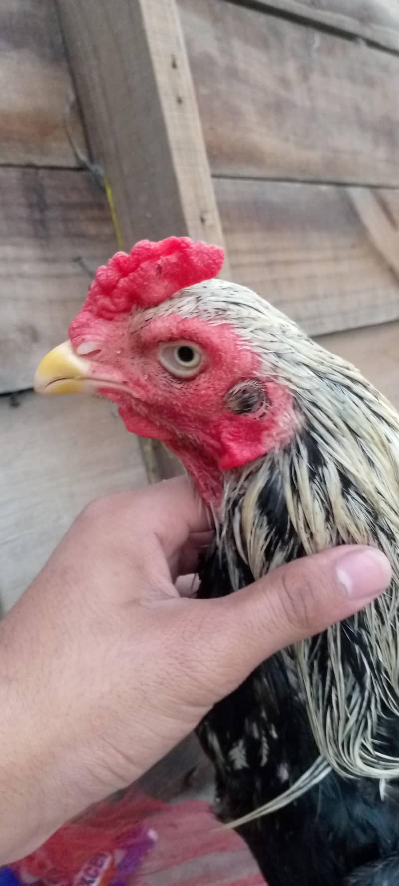 Aseal java male 0