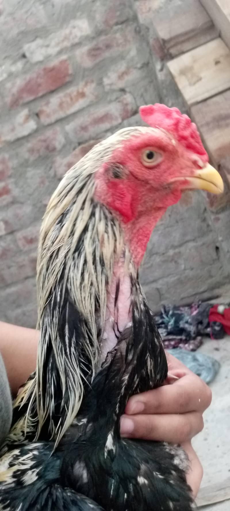 Aseal java male 1