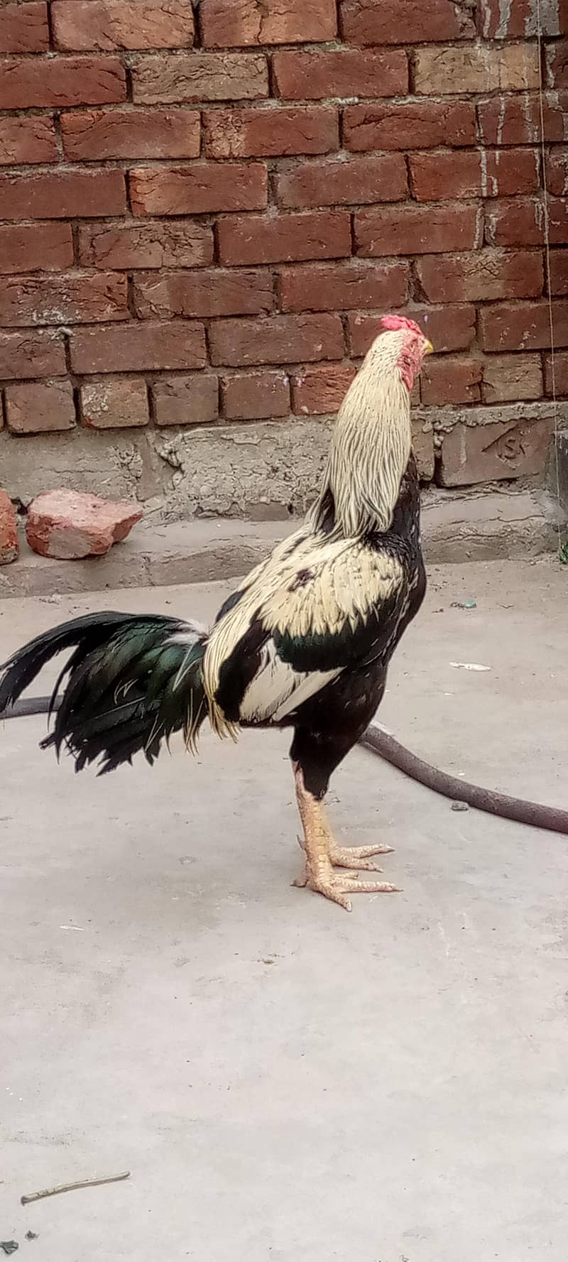 Aseal java male 2