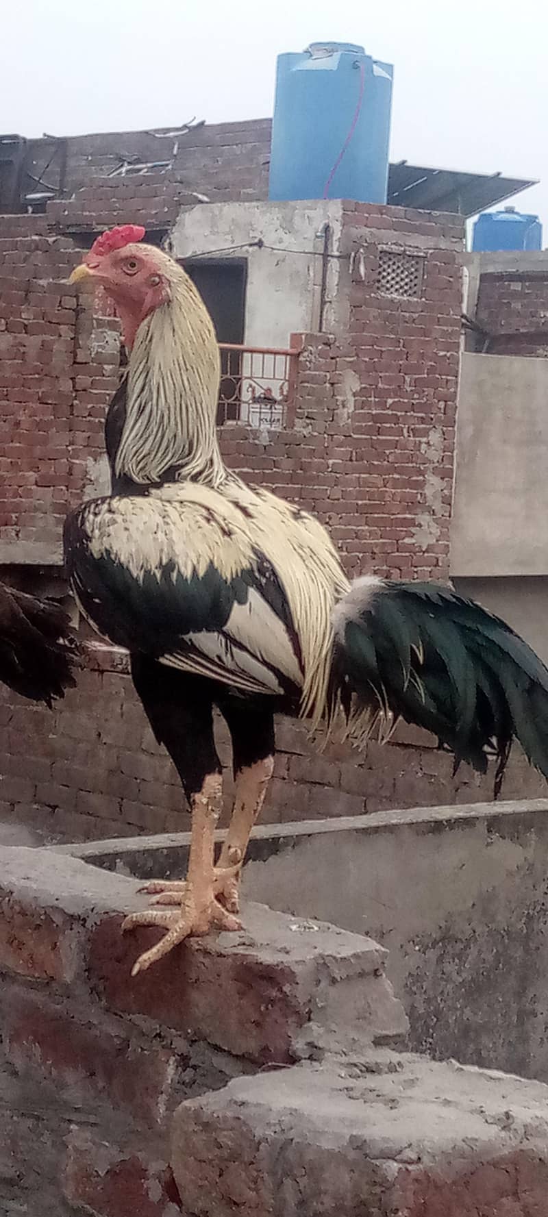 Aseal java male 3
