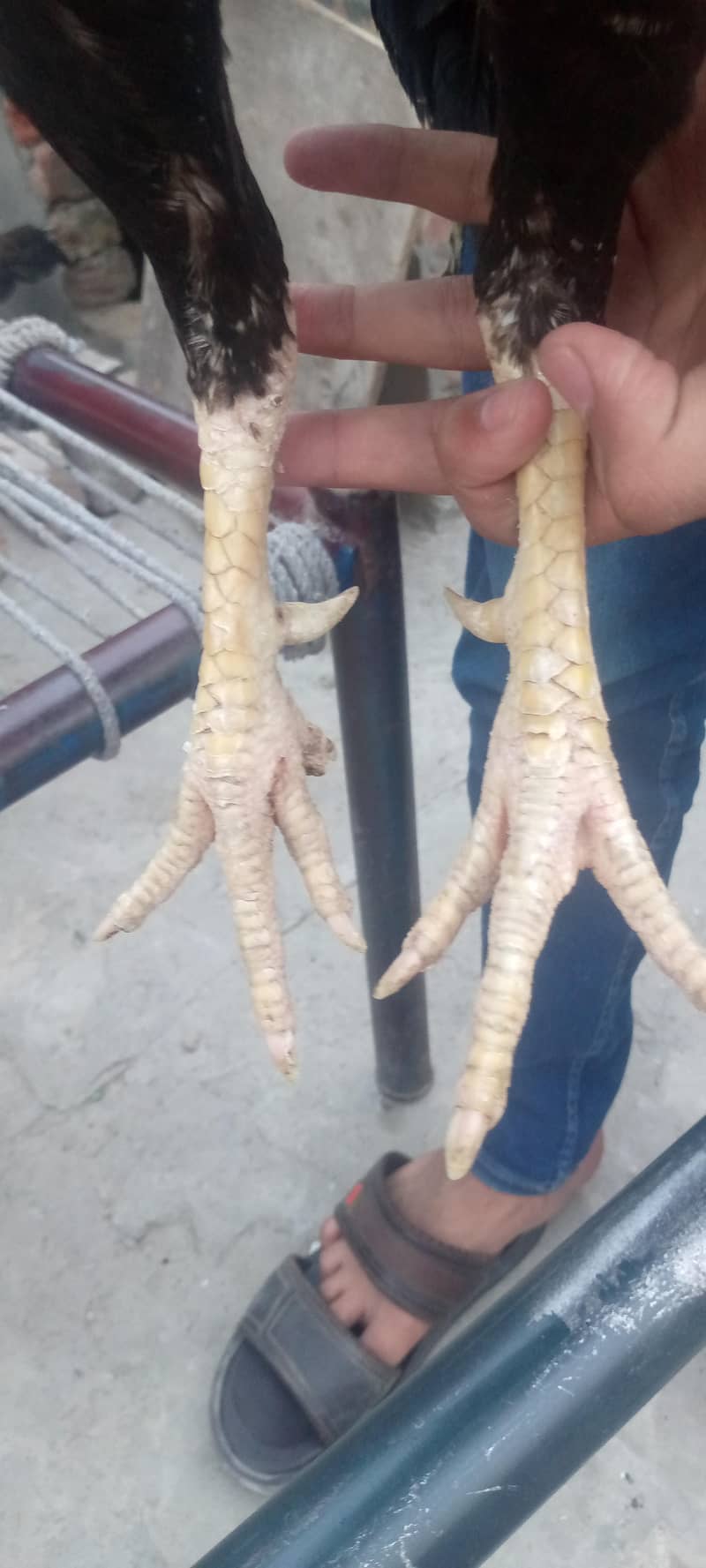 Aseal java male 4