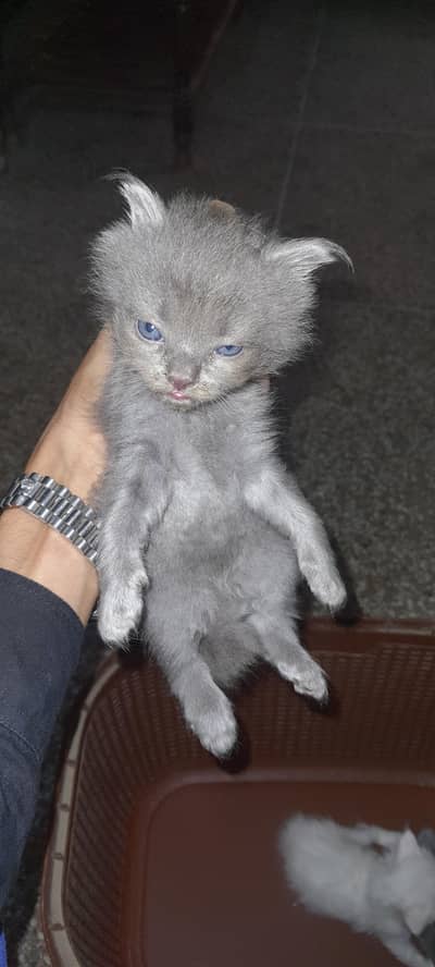 3 kitten