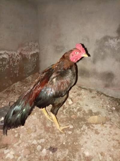 Aseel Mianwali
