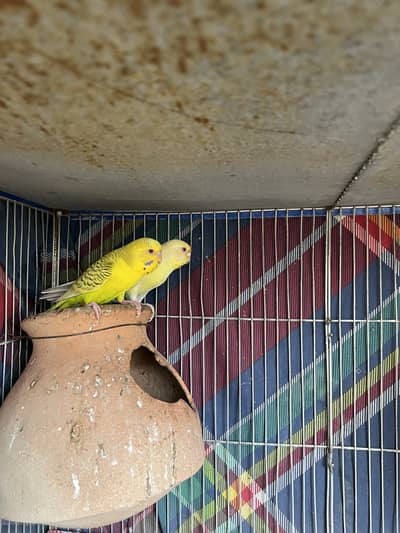 Fellow budgie bonded pair