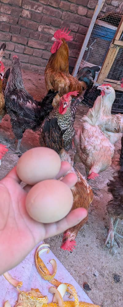 Desi eggs (03444608899)