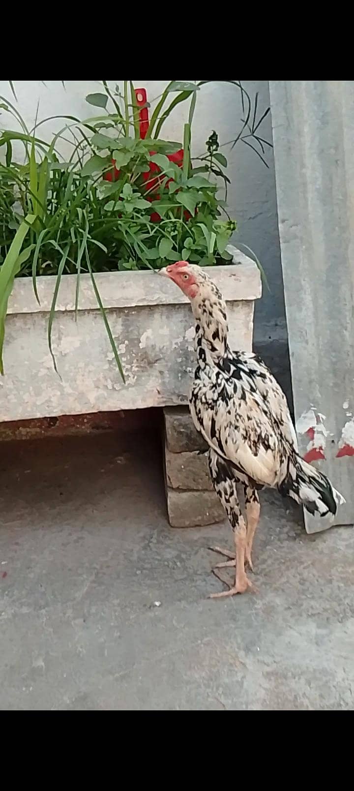 Cheena 1