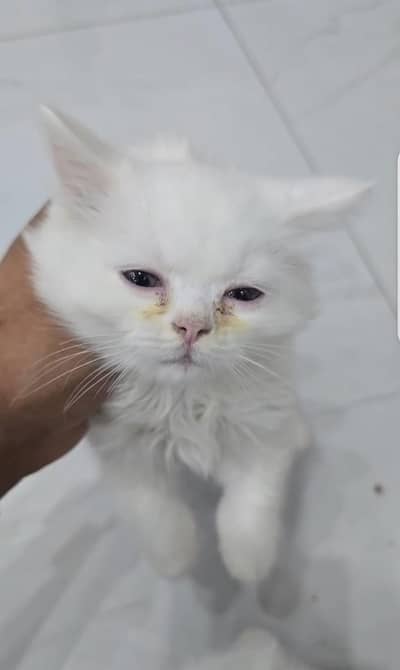 Persian kitten